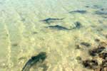 浅瀬を泳ぐサメ