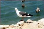 WESTERN GULL